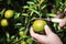 Closeup of satsumas Bang Mot tangerine ripening on tree