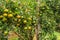 Closeup of satsumas Bang Mot tangerine ripening on tree