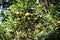 Closeup of satsumas Bang Mot tangerine ripening on tree