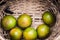 Closeup of satsumas Bang Mot tangerine ripening on tree