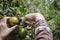 Closeup of satsumas Bang Mot tangerine ripening on tree