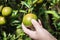 Closeup of satsumas Bang Mot tangerine ripening on tree