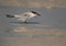 Closeup of a Saunders tern chick at Busaiteen coast, Bahrain