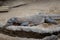 Closeup Savannah Monitor on Stone with Sand. A komodo dragon. Varan. Closeup of monitor lizard in a zoo