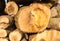 Closeup sawed tree trunks