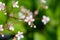 A closeup of a saxifraga flower.