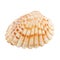 Closeup Scallop Seashell