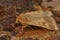 Closeup on the Scarce Bordered Straw owlet moth, Helicoverpa armigera, sitting on wood