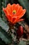 Closeup of a scarlet hedgehog cactus