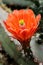 Closeup of a scarlet hedgehog cactus