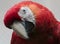 Closeup Scarlet Macaw