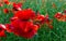 Closeup scarlet poppies