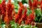 Closeup of scarlet sage growing in a green garden