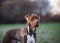 Closeup of a scary brown Pit Bull wearing a chain collar and staring into distance