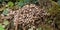 Closeup of Scattered dung beetles (Coprinellus disseminatus) under a tree in a forest