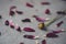 Closeup of the scattered flower petals by a flower on a grey surface - heartbreak