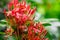 Closeup scene of blooming red ixora flowers