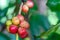 Closeup scene of bunch of coffee fruit