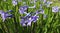 Closeup of scented blue hyacinth flowers in a garden. With a beautifully blurred background effect, copy-space