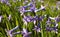 Closeup of scented blue hyacinth flowers in a garden. With a beautifully blurred background effect, copy-space. Flowers concept