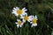 Closeup of Scentless Chamomile an invasive species