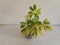 Closeup of a schefflera plant potted in ceramic planter with white background