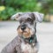 Closeup schnauzer dog looking on blurred cement floor in front of house view background