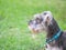 Closeup schnauzer dog looking on blurred grass floor in front of house view background