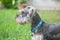 Closeup schnauzer dog looking on blurred grass floor in front of house view background