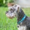 Closeup schnauzer dog looking on blurred grass floor in front of house view background