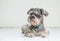 Closeup schnauzer dog looking on blurred tile floor and white cement wall in front of house view background with copy space