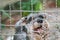 Closeup schnauzer dog want to go out the cage at the backside of house