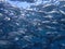 Closeup with school of Blackjack, black trevally, black kingfish, coal fish or black ulua during a leisure dive in Barracuda Point