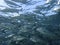 Closeup with school of Blackjack, black trevally, black kingfish, coal fish or black ulua during a leisure dive in Barracuda Point