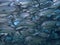 Closeup with school of Blackjack, black trevally, black kingfish, coal fish or black ulua during a leisure dive in Barracuda Point