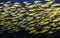 A closeup of a school of Yellow or Bigeye snapper fish