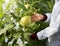 Closeup of scientist studying plant fruits