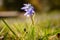 Closeup of the Scilla flowers. Beautiful small flowers.