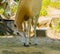 Closeup of scimitar oryx, Horned antelope, animal specie that is extinct in the wild