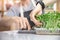 Closeup scissors, Farmer cuts raw microgreen baby sprouts beans pea and sunflower