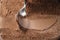 Closeup scooping chocolate ice cream with spoon