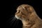 Closeup Scottish fold Cat in Profile view on Black