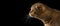 Closeup Scottish fold Cat stretches forward in Profile view Isolated