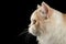 Closeup Scottish Highland Straight Bicolor Cat, Profile view Black Isolated