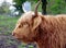 Closeup of a Scottish Highlander Bull in a Pasture