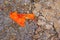 Closeup of a scrap of orange cloth fabric with paint spatters on gravel and cracked pavement