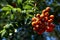 Closeup of Sea Buckthorn Orange Berries