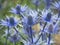 Closeup of sea holly, Eryngium x zabelii Big Blue