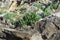 Closeup of sea-lavender on rocks on the Adriatic Coast in the Zadar County, Croati