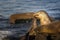 Closeup of Sea Lions lying in beach